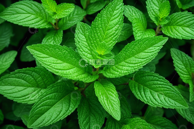 高清大图下载【趣麦麦图】清新薄荷叶特写
