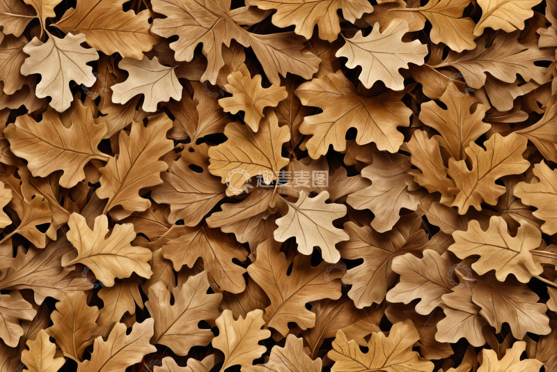 高清大图下载【趣麦麦图】秋季棕色橡树叶背景图