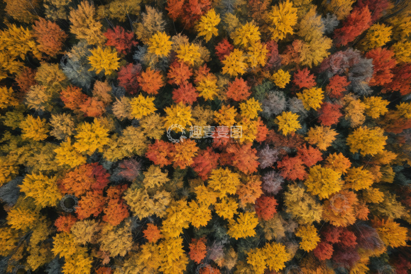高清大图下载【趣麦麦图】秋季森林航拍全景
