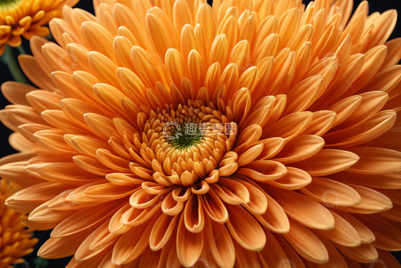 高清大图下载【趣麦麦图】-橙色菊花特写素材