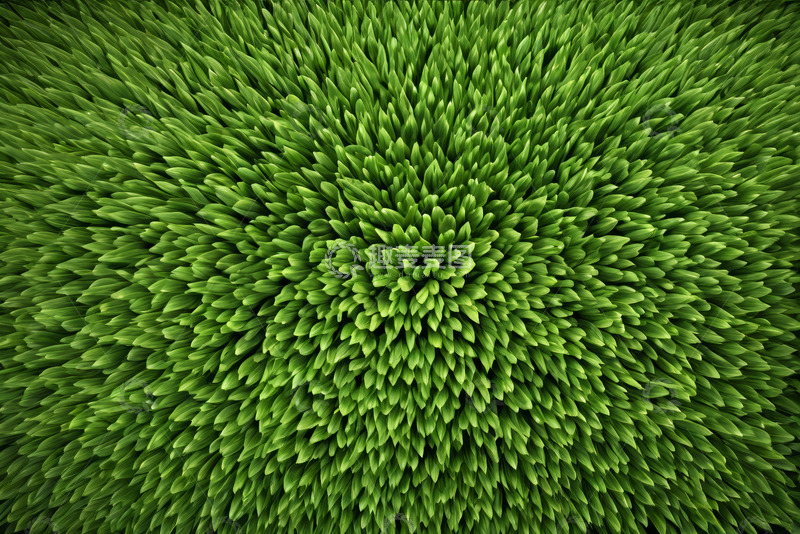 高清大图下载【趣麦麦图】绿色植物密集生长特写