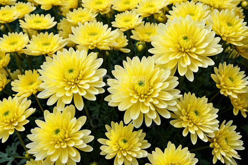 高清大图下载【趣麦麦图】黄色菊花特写