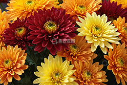 多彩菊花特写