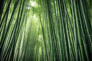 茂密竹林自然风光全景
