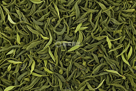 特写拍摄的新鲜绿茶叶素材