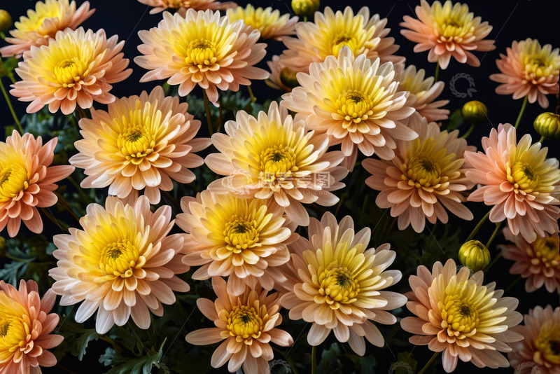 高清大图下载【趣麦麦图】粉黄色菊花特写