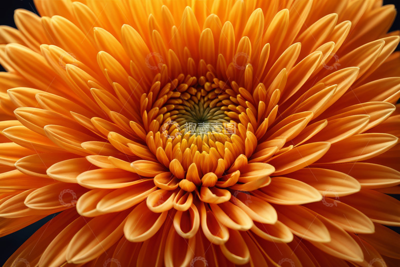 高清大图下载【趣麦麦图】橙色花朵特写素材