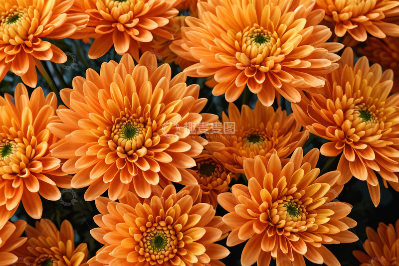 高清大图下载【趣麦麦图】橙色菊花特写