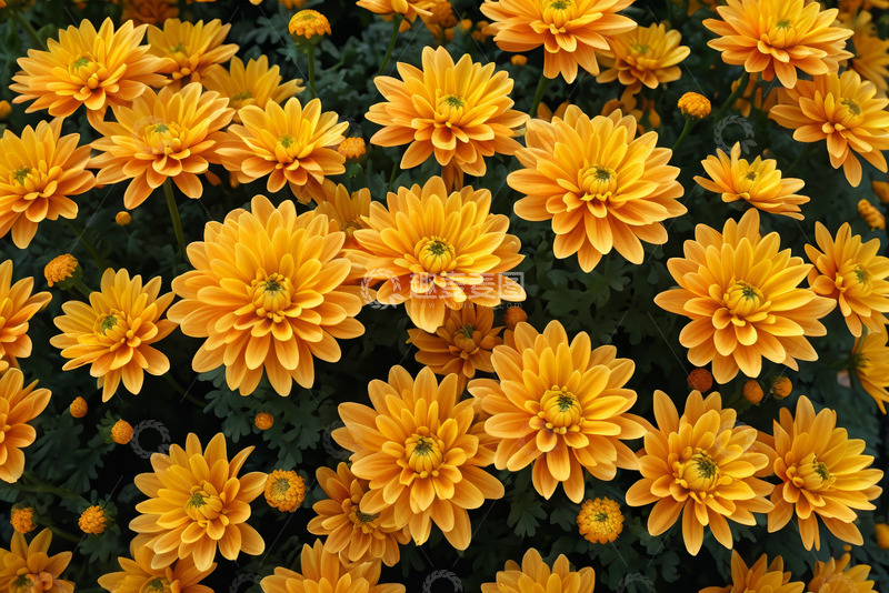 高清大图下载【趣麦麦图】黄色菊花花卉特写