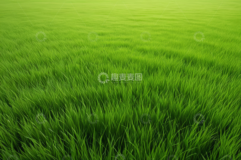 高清大图下载【趣麦麦图】广袤绿色草地自然风光