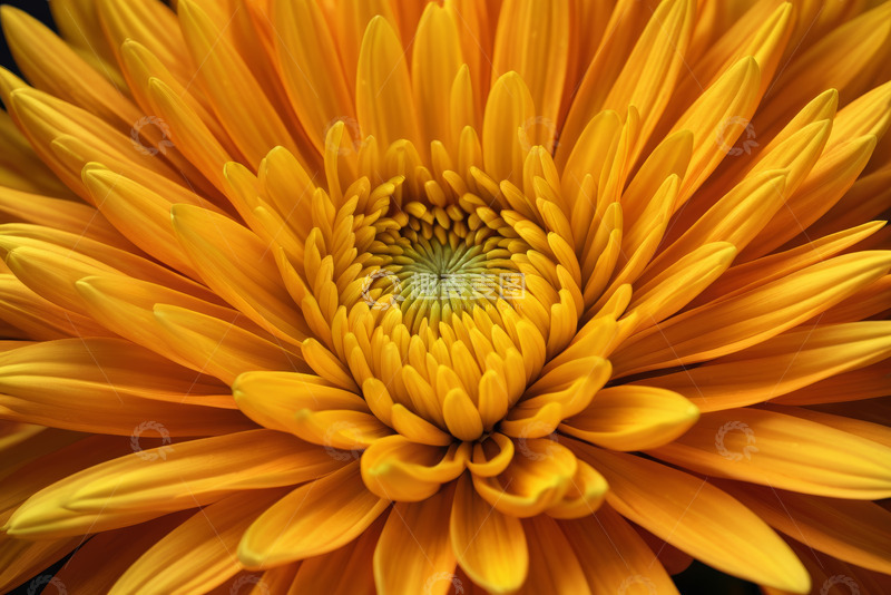 高清大图下载【趣麦麦图】黄色菊花微距特写