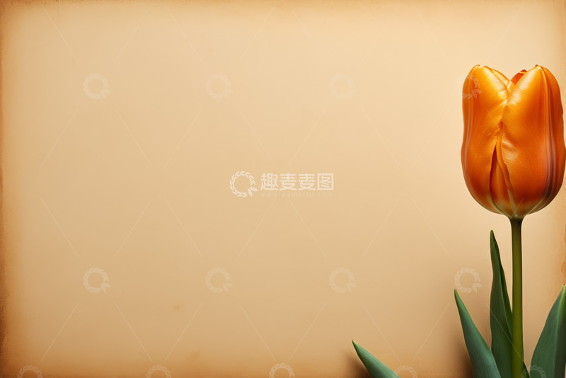 高清大图下载【趣麦麦图】橙色郁金香特写