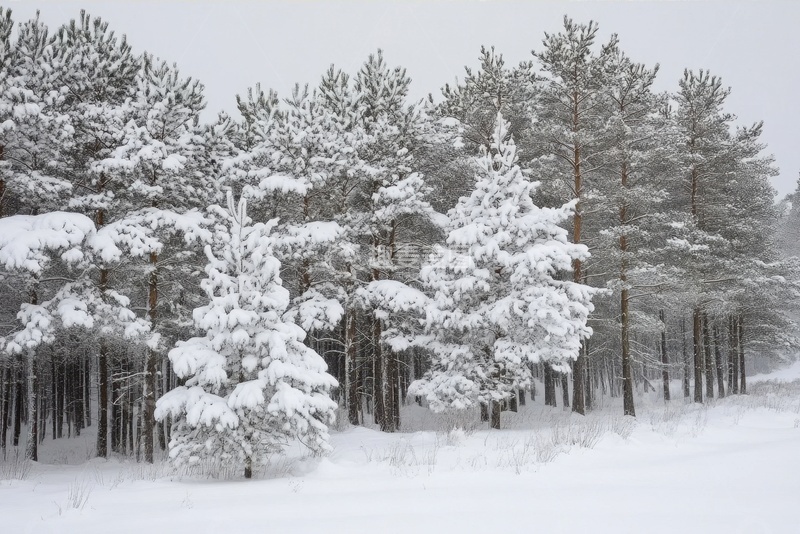 高清大图下载【趣麦麦图】一片生长的矮树林