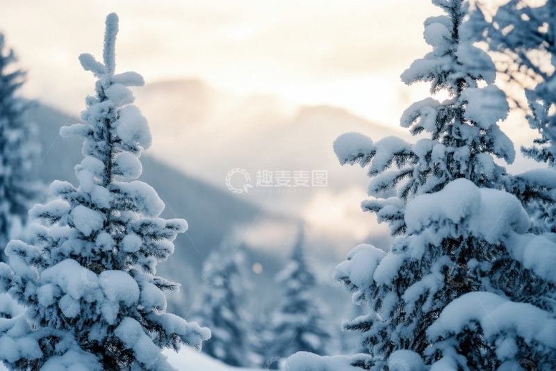 高清大图下载【趣麦麦图】冬季落雪的松树林