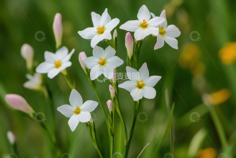 高清大图下载【趣麦麦图】一丛盛开的水仙花