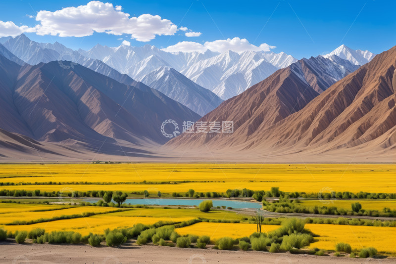 高清大图下载【趣麦麦图】户外雪山下的金黄田野风光
