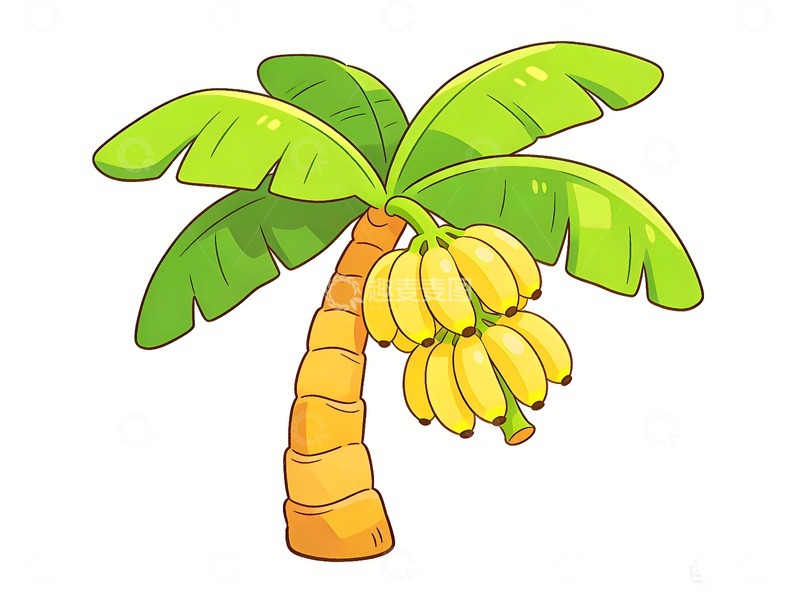 高清大图下载【趣麦麦图】结着香蕉的香蕉树