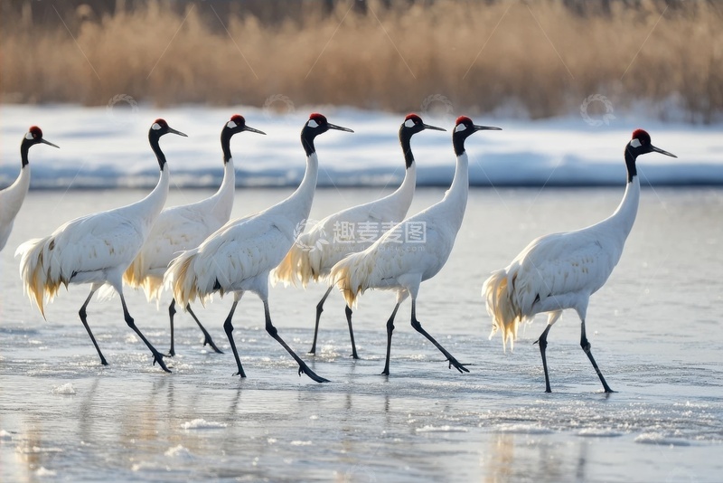 高清大图下载【趣麦麦图】冬季湖面上行走的一群白鹤