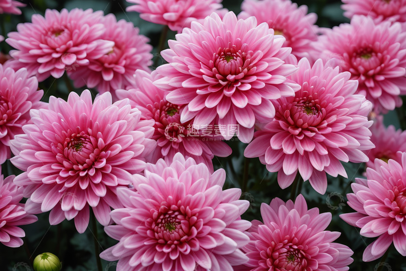 高清大图下载【趣麦麦图】粉色菊花特写