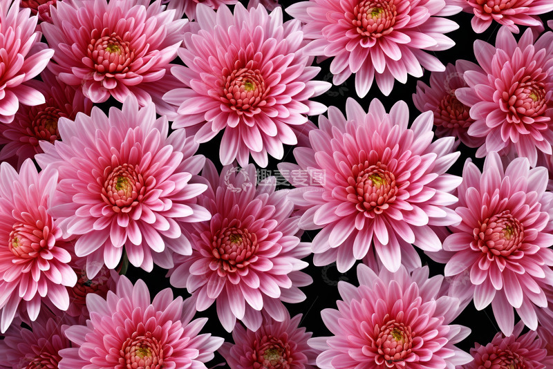 高清大图下载【趣麦麦图】粉色菊花密集排列图案
