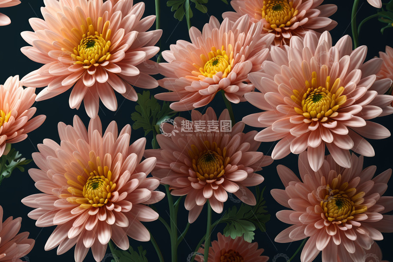 高清大图下载【趣麦麦图】粉色菊花花卉特写素材