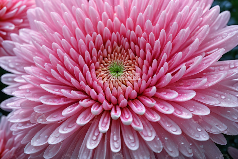 高清大图下载【趣麦麦图】带水珠的粉色菊花特写