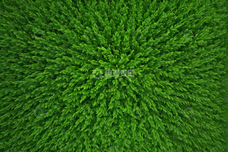 高清大图下载【趣麦麦图】绿色植物顶视图