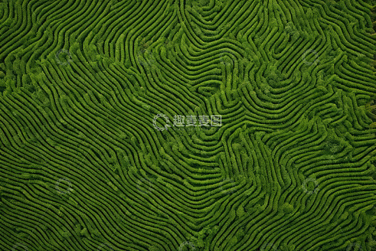 俯瞰绿色规整的农业种植区