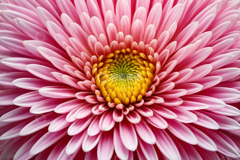 高清大图下载【趣麦麦图】粉色花朵微距特写