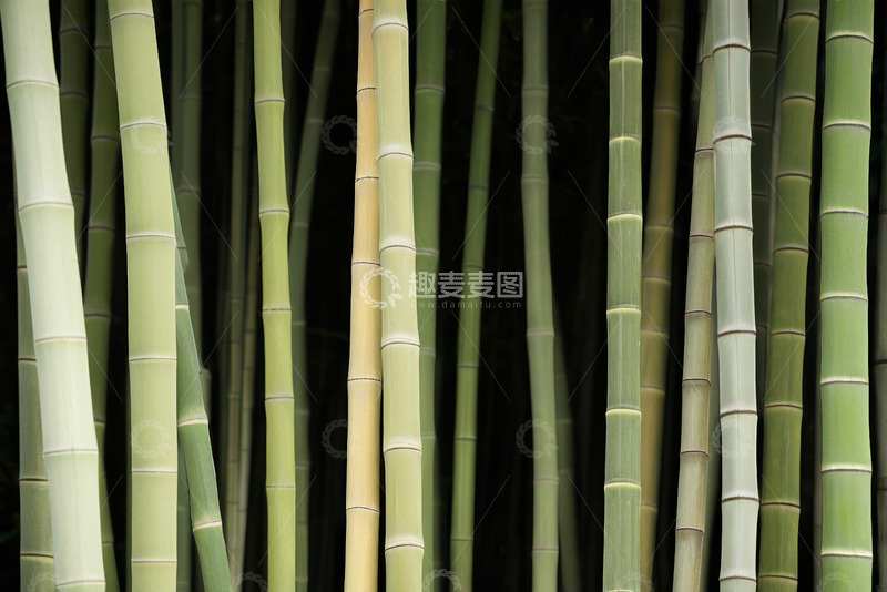 高清大图下载【趣麦麦图】翠绿竹子特写自然背景