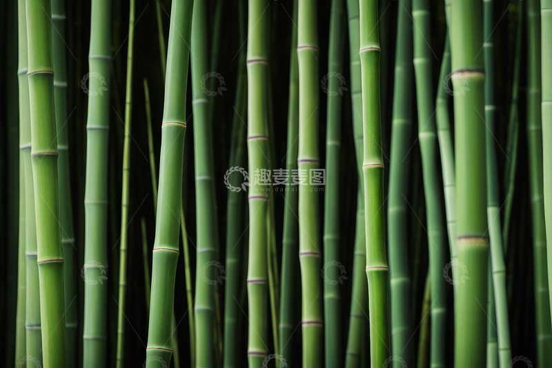 高清大图下载【趣麦麦图】竹林特写