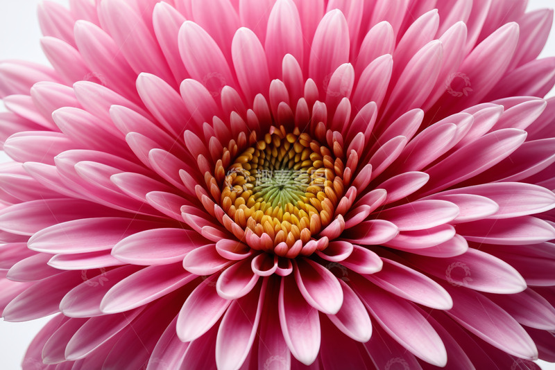 高清大图下载【趣麦麦图】粉色大丽花特写