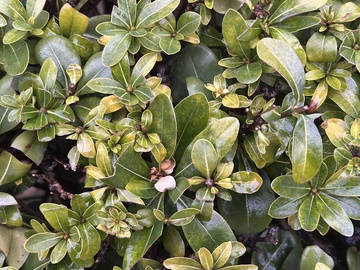绿叶植物特写摄影素材