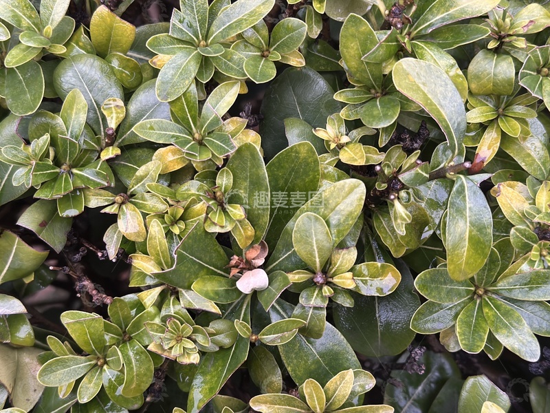 高清大图下载【趣麦麦图】绿叶植物特写摄影素材