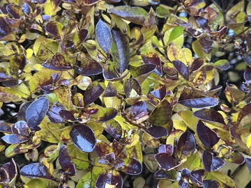 多彩植物叶丛特写摄影