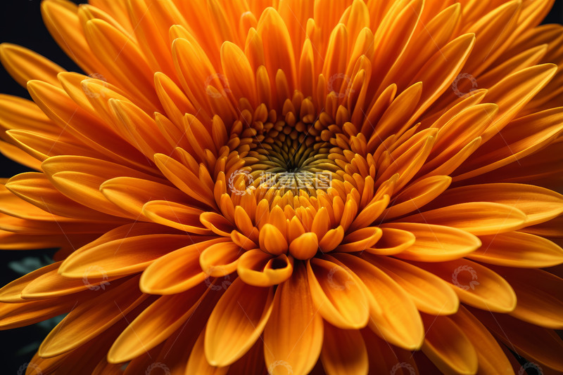 高清大图下载【趣麦麦图】黄色菊花微距特写