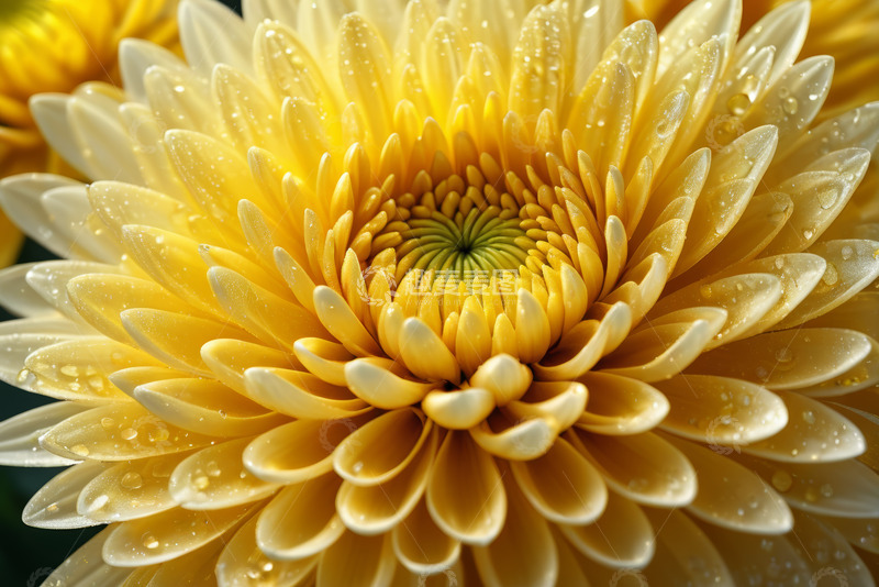 高清大图下载【趣麦麦图】黄色菊花微距特写