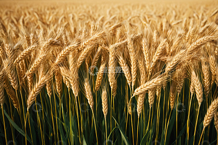 成熟的小麦田景象