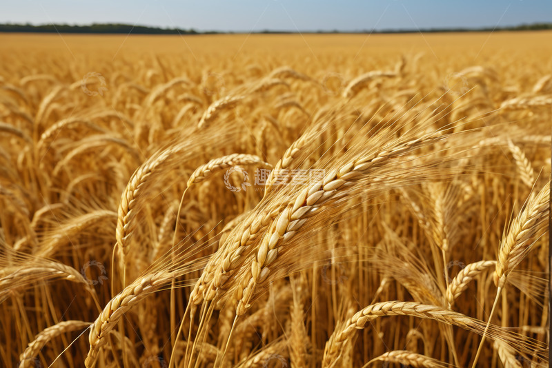 高清大图下载【趣麦麦图】成熟的小麦农田景象