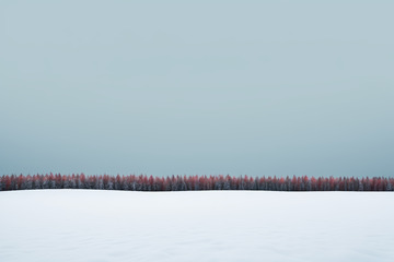 雪地边缘的红树森林景观