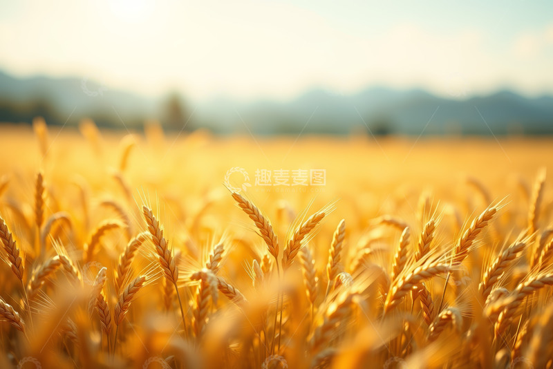 高清大图下载【趣麦麦图】金黄麦田近景