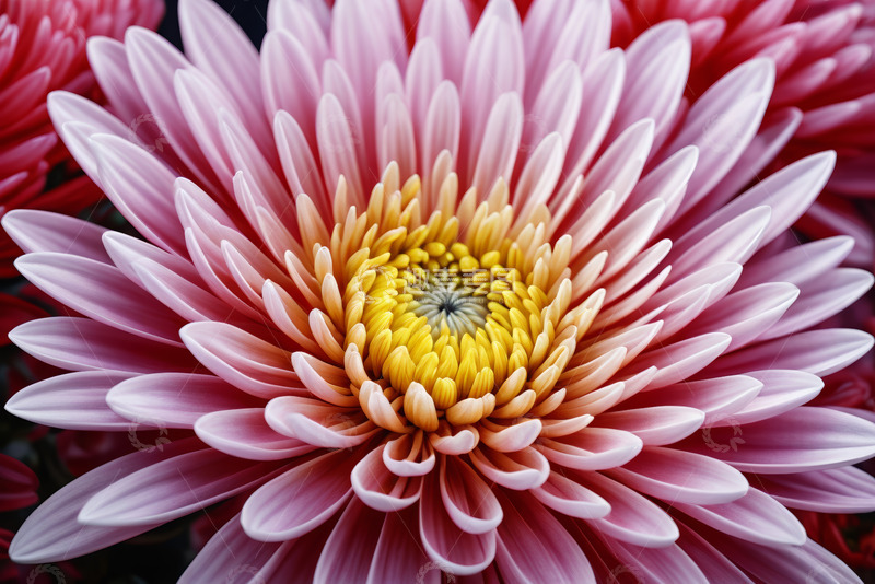 高清大图下载【趣麦麦图】特写粉色菊花花卉