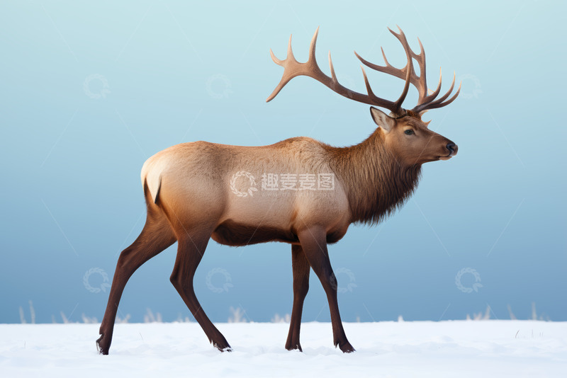 高清大图下载【趣麦麦图】雪地中行走的麋鹿
