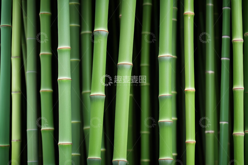高清大图下载【趣麦麦图】翠绿竹子特写素材