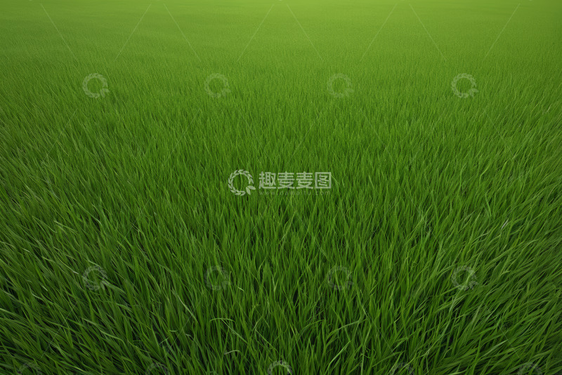 高清大图下载【趣麦麦图】广袤绿色草地自然风光