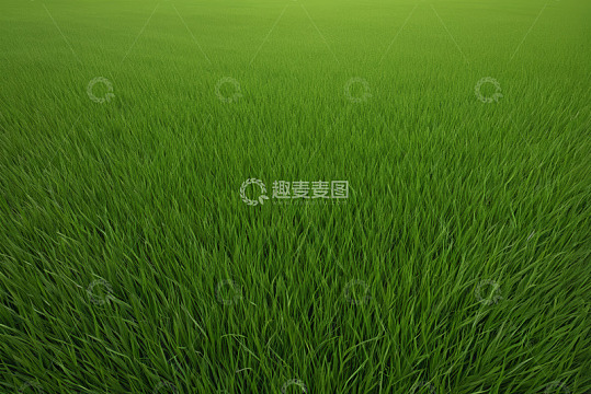 广袤绿色草地自然风光