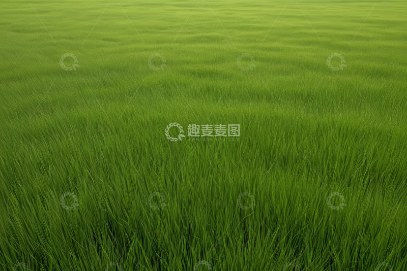 高清大图下载【趣麦麦图】广袤绿色草地自然风光