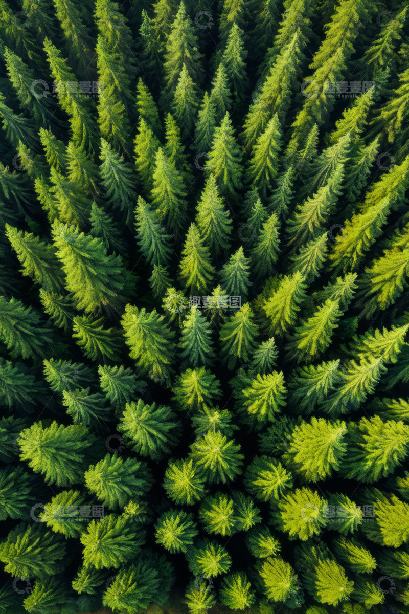高清大图下载【趣麦麦图】俯瞰茂密森林全景