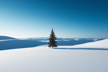 雪地中孤独的松树景观