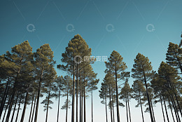 户外挺拔松树林全景